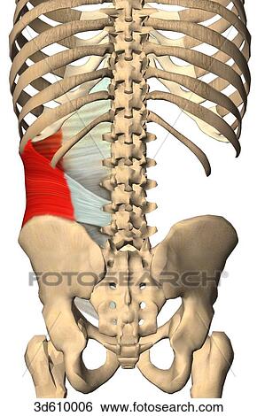 Posterior view of the abdominal region illustrating the internal abdominal oblique muscle and its bony attachments. Both sides of muscle are shown. View Large Illustration Stock Illustration - Posterior view of the abdominal region illustrating the internal abdominal oblique muscle and its bony attachments. Both sides of muscle are shown.. Fotosearch