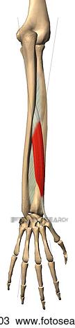 Drawing - Posterior view of the abductor pollicis longus muscle with bony attachments. Bones are illustrated slightly transparent to show muscle behind.. Fotosearch
