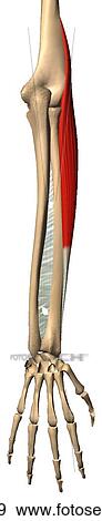 Stock Illustration - Posterior view of the brachioradialis muscle with bony attachments.. Fotosearch
