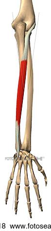 Stock Illustration - Posterior view of the extensor carpi ulnaris muscle with bony attachments.. Fotosearch
