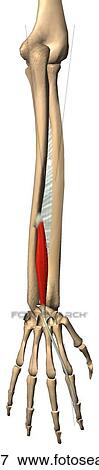 Stock Illustration - Posterior view of the extensor indicis muscle with bony attachments.. Fotosearch