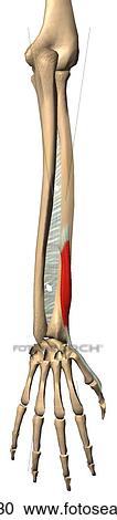 Posterior view of the extensor pollicis brevis muscle with bony attachments. View Large Illustration Clipart - Posterior view of the extensor pollicis brevis muscle with bony attachments. . Fotosearch