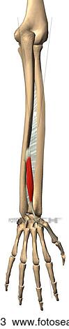 Drawing - Posterior view of the extensor pollicis longus muscle with bony attachments. . Fotosearch