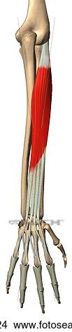 Stock Illustration - Posterior view of the extensor digitorum muscle with bony attachments.. Fotosearch