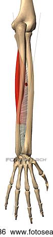 Posterior view of the flexor digitorum profundus muscle with bony attachments. View Large Illustration Stock Illustration - Posterior view of the flexor digitorum profundus muscle with bony attachments.. Fotosearch