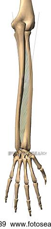 Posterior view of the flexor pollicis longus muscle with bony attachments. View Large Illustration Stock Illustration - Posterior view of the flexor pollicis longus muscle with bony attachments.. Fotosearch