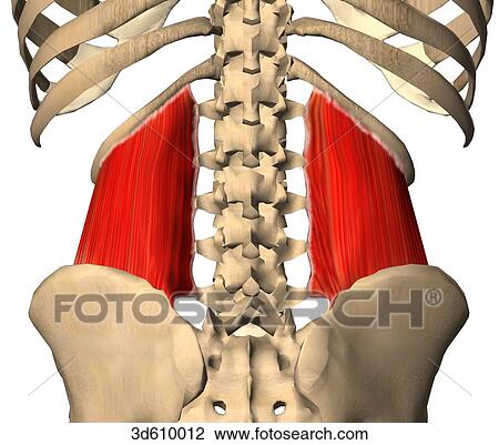 Posterior View Of The Hip And Lower Back Region Illustrating The Quadratus Lumborum Muscles And Its Bony Attachments Muscles Are Shown On Both Sides Of Spine Drawing 3d610012 Fotosearch