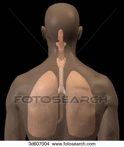 Posterior view of the lungs and trachea in situ in the body. View Large Illustration Stock Illustration - Posterior view of the lungs and trachea in situ in the body.. Fotosearch