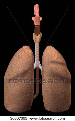 Posterior view of the lungs and trachea. View Large Illustration Stock Illustration - Posterior view of the lungs and trachea.. Fotosearch