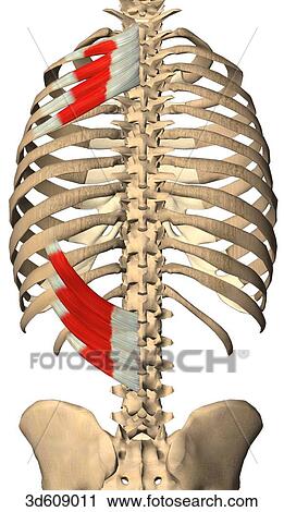 Clip Art - Posterior view of the serratus posterior superior muscles and serratus posterior inferior muscles with bony attachments. Muscles are shown on just left side of body. . Fotosearch