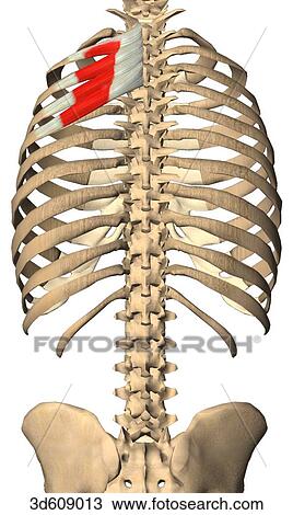 Posterior view of the serratus posterior superior muscle with bony attachments. Muscle is shown on just one side. View Large Illustration Drawing - Posterior view of the serratus posterior superior muscle with bony attachments. Muscle is shown on just one side. . Fotosearch