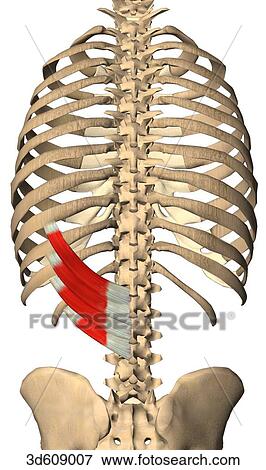 Stock Illustration - Posterior view of the serratus posterior inferior muscle with bony attachments. Muscle is shown on just one side. . Fotosearch