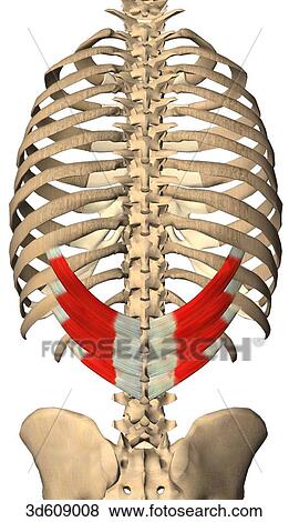 Stock Illustration - Posterior view of the serratus posterior inferior muscles with bony attachments. Muscles are shown on both sides of body. . Fotosearch