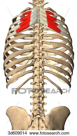 Posterior view of the serratus posterior superior muscle with bony attachments. Muscle is shown on both sides. View Large Illustration Stock Illustration - Posterior view of the serratus posterior superior muscle with bony attachments. Muscle is shown on both sides. . Fotosearch