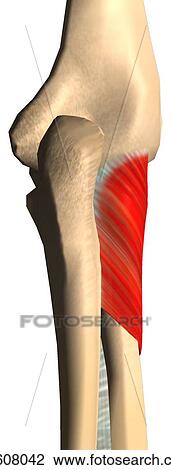 Drawing - Posterior view of the supinator muscle with bony attachments.. Fotosearch