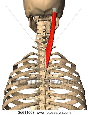 Posterior view of upper thorax and neck region showing the splenius capitis muscle and its bony attachments shown on the right side of the vertebrae. View Large Illustration Drawing - Posterior view of upper thorax and neck region showing the splenius capitis muscle and its bony attachments shown on the right side of the vertebrae.. Fotosearch