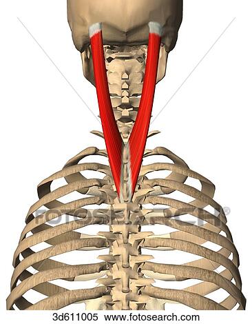 Posterior view of upper thorax and neck region showing the splenius capitis muscle and its bony attachments on both sides of the thoracic and cervical vertebrae. View Large Illustration Stock Illustration - Posterior view of upper thorax and neck region showing the splenius capitis muscle and its bony attachments on both sides of the thoracic and cervical vertebrae.. Fotosearch