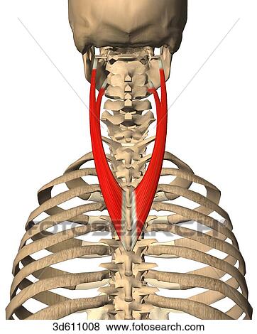 Posterior view of upper thorax and neck region showing the splenius cervicis muscle and its bony attachments on both sides of the thoracic and cervical vertebrae. View Large Illustration Stock Illustration - Posterior view of upper thorax and neck region showing the splenius cervicis muscle and its bony attachments on both sides of the thoracic and cervical vertebrae.. Fotosearch