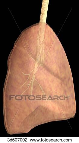 Drawing - Right lateral view of the lungs and trachea.. Fotosearch
