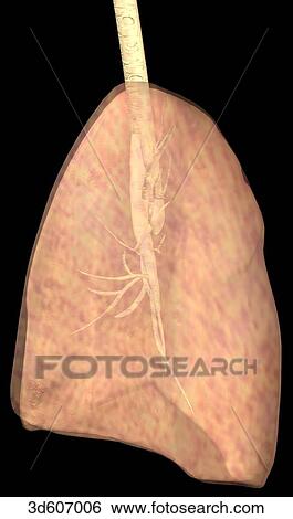 Stock Illustration - Right lateral view of the lungs and trachea.. Fotosearch