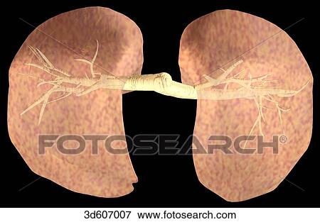 Stock Illustration - Superior view of the lungs and trachea.. Fotosearch