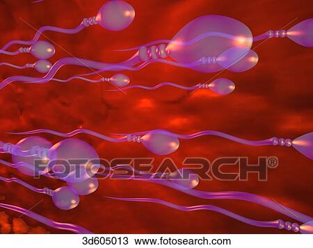 Drawing - View within uterine (fallopian) tube showing spermatozoa migrating through tube.. Fotosearch