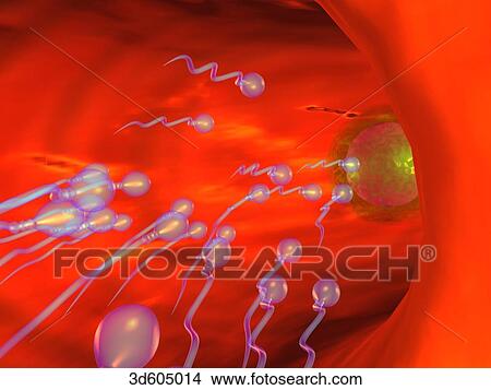 Stock Illustration - View within uterine (fallopian) tube showing spermatozoa migrating through tube heading towards egg.. Fotosearch