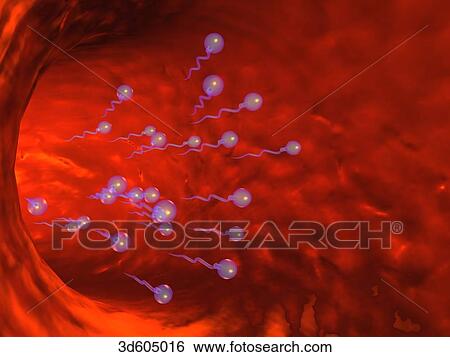 View within uterine (fallopian) tube showing spermatozoa travelling through tube. View Large Illustration Stock Illustration - View within uterine (fallopian) tube showing spermatozoa travelling through tube.. Fotosearch