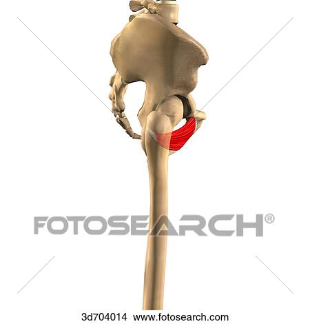 横の視野 の 腿 提示 Obturator Externus 筋肉 そして そ 骨格 Attachments イラスト 3d Fotosearch