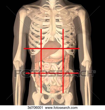 Clip Art - Abdominal regions. Top right, right hypochondriac; top middle, epigastric; top left, left hypochondriac; middle right, right lateral (lumbar); center, umbilical; middle left, left lateral (lumbar); bottom right, right iliac; bottom middle, hypogastric (s. Fotosearch