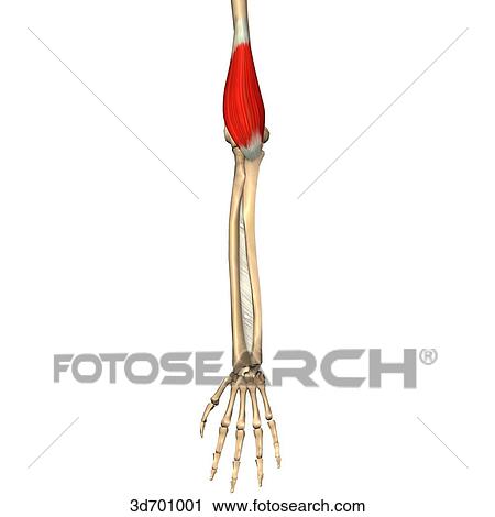 Clip Art - Anterior view of the forearm showing the brachialis muscle and its skeletal attachments.. Fotosearch