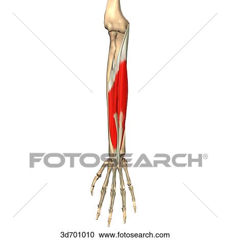 Clipart - Anterior view of the forearm showing the flexor digitorum superficialis muscle and its skeletal attachments.. Fotosearch