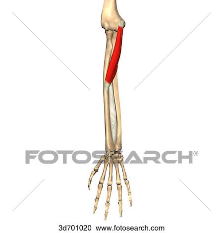 Anterior view of the forearm showing the pronator teres muscle and its skeletal attachments. View Large Illustration Clipart - Anterior view of the forearm showing the pronator teres muscle and its skeletal attachments.. Fotosearch