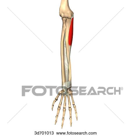 Anterior view of the forearm showing the palmaris longus muscle and its skeletal attachments. View Large Illustration Drawing - Anterior view of the forearm showing the palmaris longus muscle and its skeletal attachments.. Fotosearch
