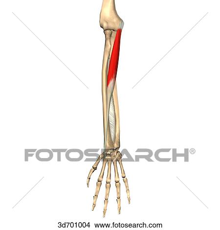 Stock Illustration - Anterior view of the forearm showing the flexor carpi radialis muscle and its skeletal attachments.. Fotosearch