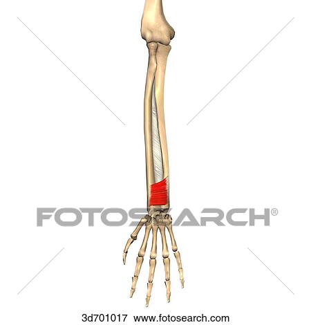 Stock Illustration - Anterior view of the forearm showing the pronator quadratus muscle and its skeletal attachments.. Fotosearch