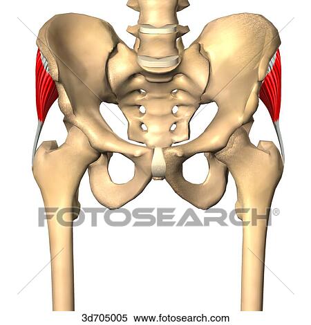 Anterior view of the gluteal region showing the gluteus medius muscle and its skeletal attachments. View Large Illustration Stock Illustration - Anterior view of the gluteal region showing the gluteus medius muscle and its skeletal attachments.. Fotosearch