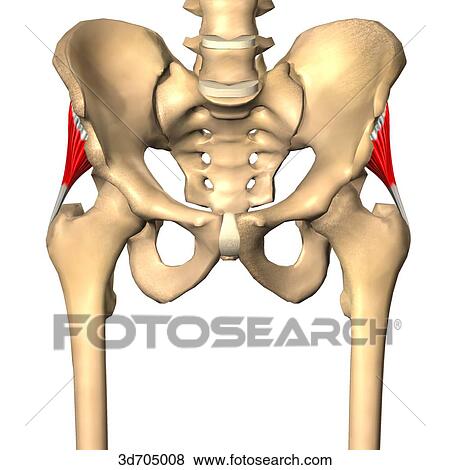 Stock Illustration - Anterior view of the gluteal region showing the gluteus minimus muscle and its skeletal attachments.. Fotosearch