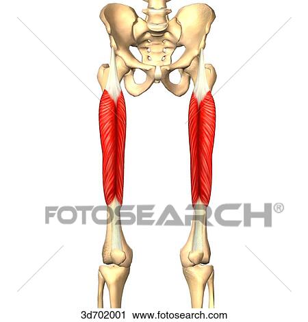 Anterior view of the thigh showing the rectus femoris muscle and its skeletal attachments. View Large Illustration Clip Art - Anterior view of the thigh showing the rectus femoris muscle and its skeletal attachments.. Fotosearch