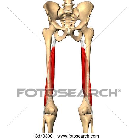 Anterior view of the thigh showing the biceps femoris muscle and its skeletal attachments. View Large Illustration Clip Art - Anterior view of the thigh showing the biceps femoris muscle and its skeletal attachments.. Fotosearch