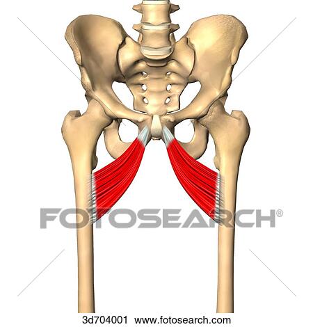 Anterior view of the thigh showing the adductor brevis muscle and its skeletal attachments. View Large Illustration Clip Art - Anterior view of the thigh showing the adductor brevis muscle and its skeletal attachments.. Fotosearch