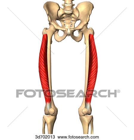 Anterior view of the thigh showing the vastus lateralis muscle and its skeletal attachments. View Large Illustration Drawing - Anterior view of the thigh showing the vastus lateralis muscle and its skeletal attachments.. Fotosearch