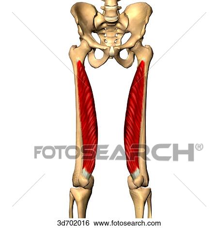 Anterior view of the thigh showing the vastus medialis muscle and its skeletal attachments. View Large Illustration Stock Illustration - Anterior view of the thigh showing the vastus medialis muscle and its skeletal attachments.. Fotosearch