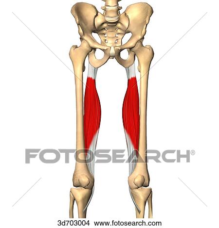 Anterior view of the thigh showing the semimembranosus muscle, semitentinosus muscle and their skeletal attachments. View Large Illustration Stock Illustration - Anterior view of the thigh showing the semimembranosus muscle, semitentinosus muscle and their skeletal attachments.. Fotosearch