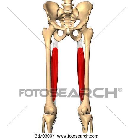 Stock Illustration - Anterior view of the thigh showing the semitentinosus muscle and its skeletal attachments.. Fotosearch