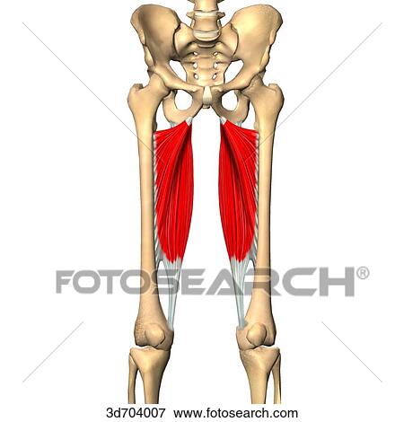 Anterior view of the thigh showing the adductor magnus muscle and its skeletal attachments. View Large Illustration Stock Illustration - Anterior view of the thigh showing the adductor magnus muscle and its skeletal attachments.. Fotosearch
