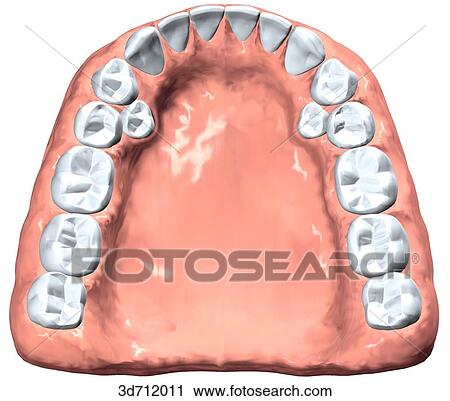 Extra first premolars. View Large Illustration Clip Art - Extra first premolars.. Fotosearch