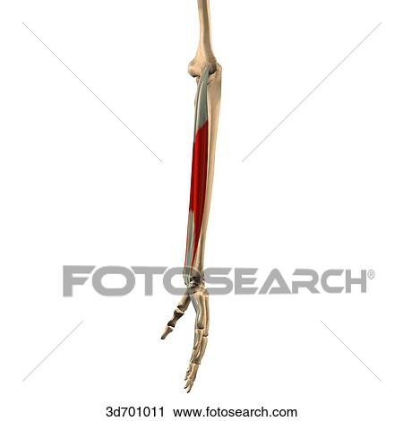 Lateral view of the forearm showing the flexor digitorum superficialis muscle and its skeletal attachments. View Large Illustration Clip Art - Lateral view of the forearm showing the flexor digitorum superficialis muscle and its skeletal attachments.. Fotosearch