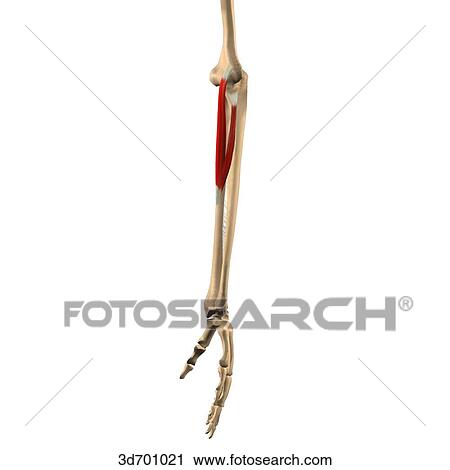 Lateral view of the forearm showing the pronator teres muscle and its skeletal attachments. View Large Illustration Clip Art - Lateral view of the forearm showing the pronator teres muscle and its skeletal attachments.. Fotosearch
