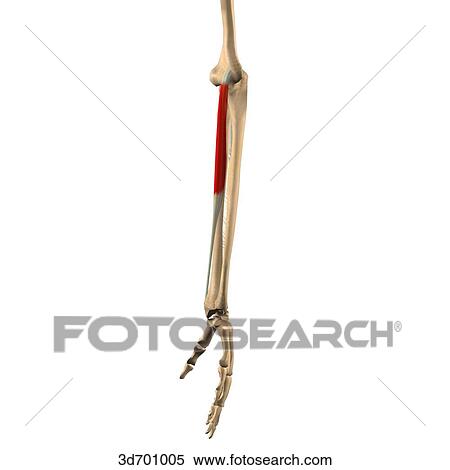 Lateral view of the forearm showing the flexor carpi radialis muscle and its skeletal attachments. View Large Illustration Stock Illustration - Lateral view of the forearm showing the flexor carpi radialis muscle and its skeletal attachments.. Fotosearch